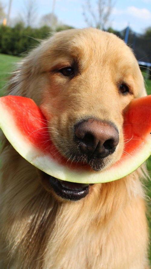 娱乐吃瓜酱千狗,揭秘娱乐圈背后的那些事儿